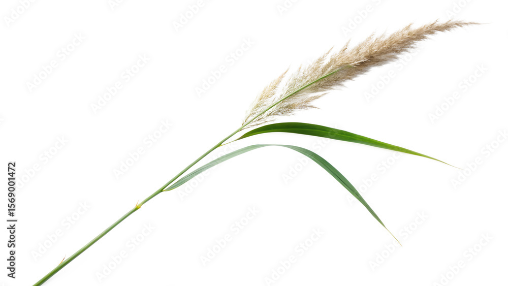 A single stem of tall grass with a beige flower head and long green leaves, isolated on transparent background A single stem of tall grass with a beige flower head and long green leaves, isolated on transparent background