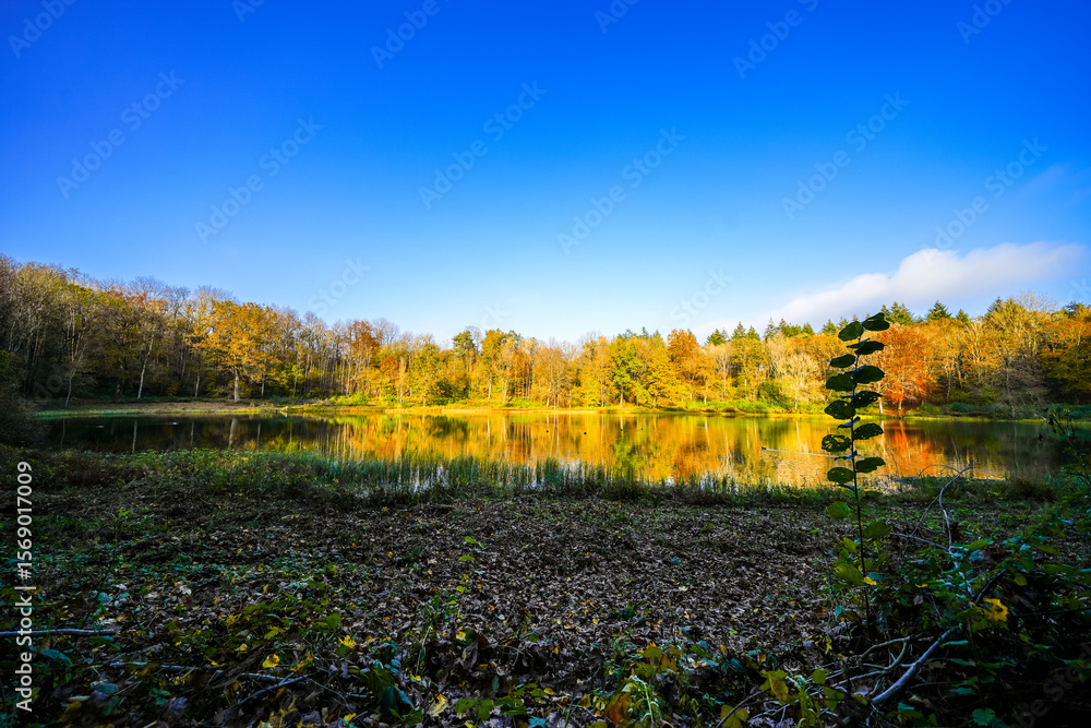 Naklejka premium View of the Windsborn Kratersee and the surrounding landscape. Nature at the lake in the Eifel region in autumn at the volcanic crater near Bettenfeld.