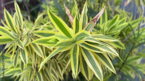 Close-up of Dracaena reflexa leaves with green and yellow variegation and water droplets
