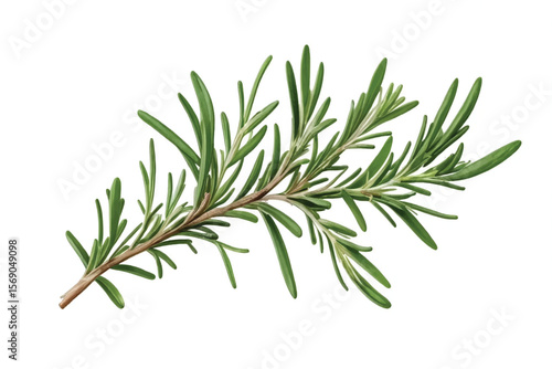 Rosemary twig isolated on a transparent background background. Fresh rosemary leaf branch. Herbal spices, hair care, healthy food, cooking design elements. cut out, PNG, top view / flat lay