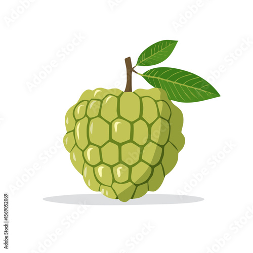 Illustration of a Custard Apple