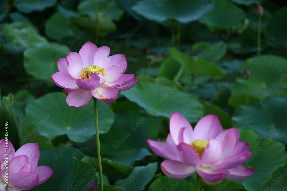 神聖な花 神聖な花