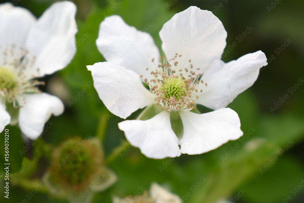 Fototapeta premium Blackberry flowers blooming in the garden, Beautiful in spring bloom garden. Blackberry bush with white flowers, Blossoming blackberry bush and bee, sunny spring day, Chakwal, Punjab, Pakistan