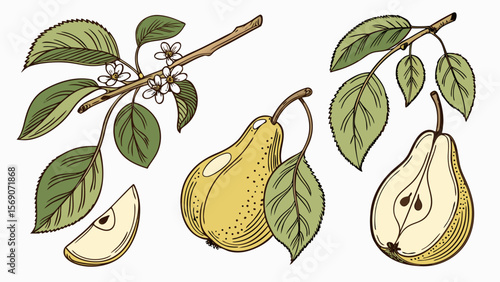 Illustration of pear fruit with leaves and flowers on branch botanical drawing vector design art print