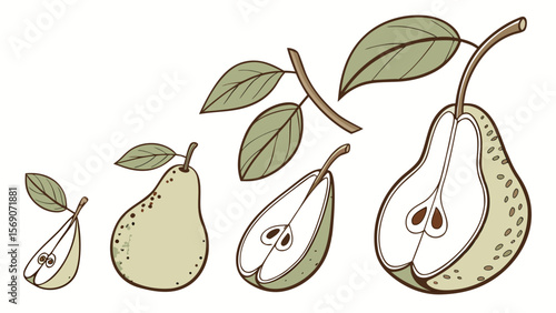 Pear fruit stages illustration vector drawing for food and healthy eating educational resources design