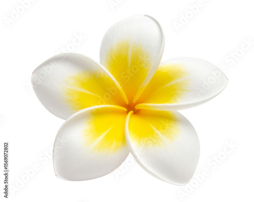  Frangipani Flower in Soft Yellow and White Isolated PNG