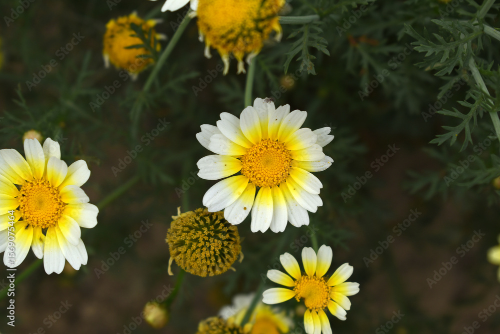 Fototapeta premium White Yellow Crown Daisy, Close-up of a white and yellow crown daisy flower, blooming in nature, Close-up shot of beautiful White yellow Crown Daisy flower (Chrysanthemum coronarium), Crown Daisy,