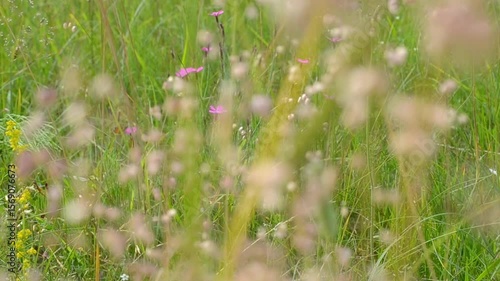 Meadow grasses and pink flowers sway in the wind. Unfocused plants close-up swaying slowly. 