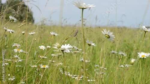 Meadow daisies and grass sway in the wind. Unfocused grass close-up swaying slowly. Green meadow with daisies and blue sky.
