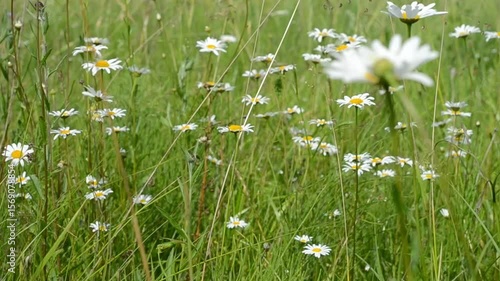 Meadow daisies and herbs sway in the wind slowly.  Summer mood. White flowers. 
