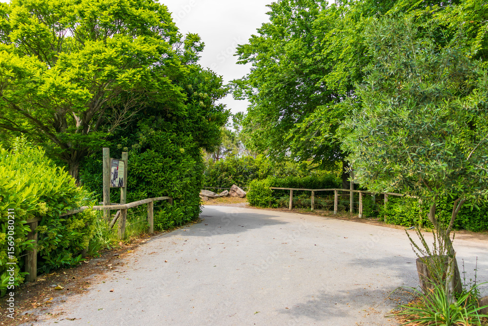 Fototapeta premium Green Forest Path with Wooden Fence Peaceful Nature Walk in Summer