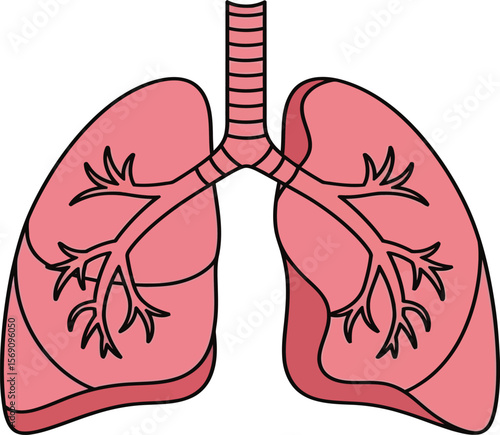 Detailed human lungs anatomy illustration displaying the pulmonary system, highlighting respiratory health and medical.
