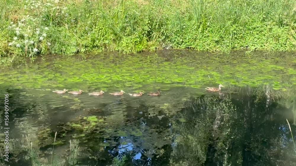 ducks on the river ducks on the river