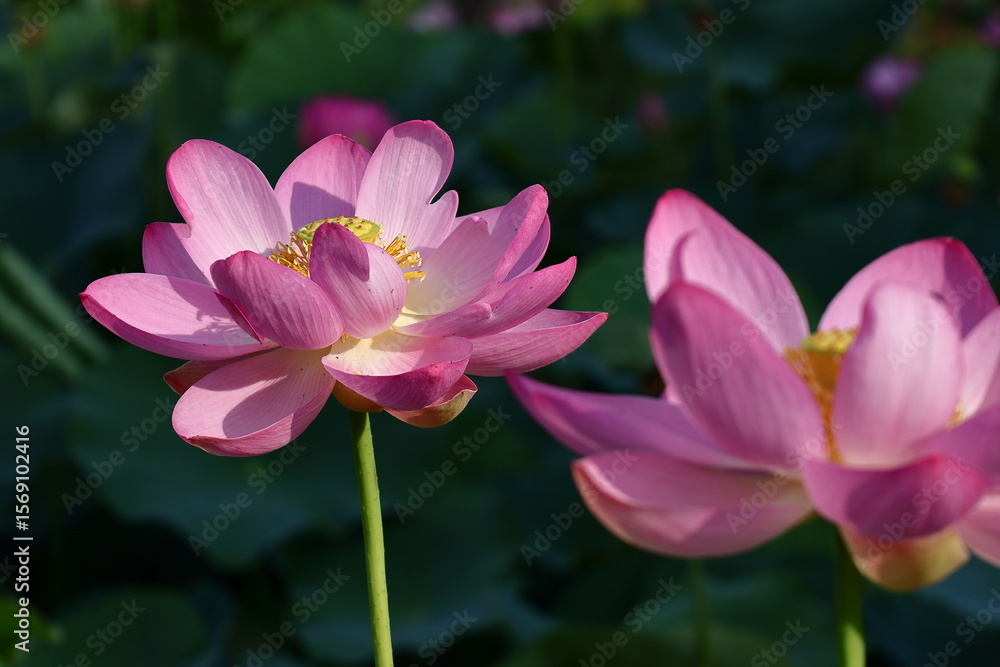 神聖な花 神聖な花
