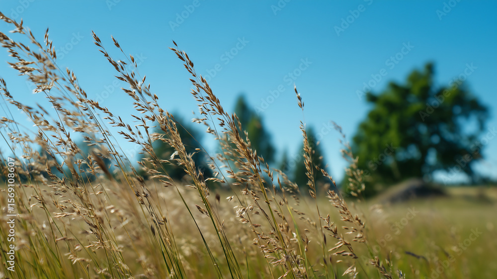 Obraz premium Meadow grass in focus