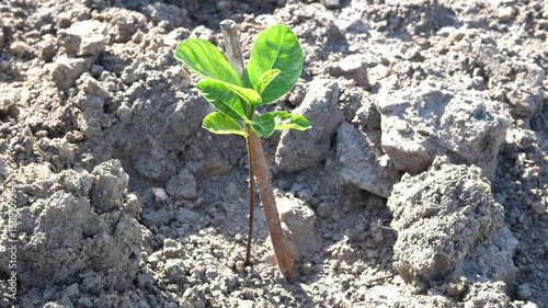 Young green Jackfruit plant with green leaves and soil in garden nature background. Concept of agriculture, tropical tree.