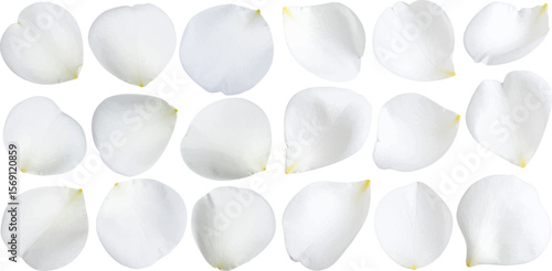 A group of unique golden egg concept spheres among white frangipani flowers illustrates individuality and success