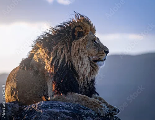 Obraz majestatyczny lew o zachodzie słońca