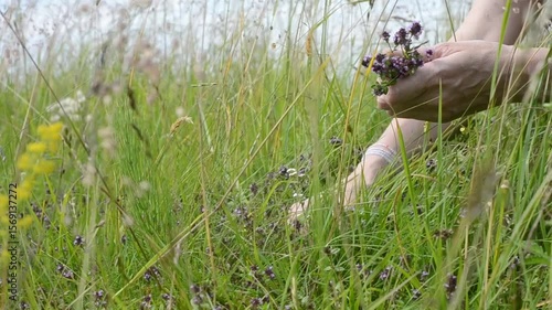 Hand harvest fresh thyme flowers. Picking wild thyme in the meadow. Fresh wholefoods farmer's market produce. Healthy lifestyle concept, healthy food. Ntural ingredients for kitchen.
