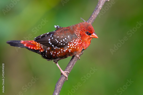 Red Avadavat or Red munia (Amandava amandava) Perched in Green Serenity