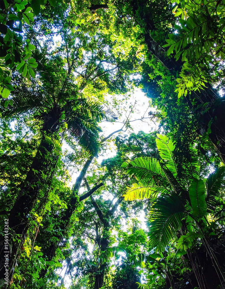 Fototapeta premium Lush tropical rainforest canopy with vibrant green foliage reaching for the bright sunlight. Natures beauty, growth, and exploration concepts. Perfect for travel or environmental themes.