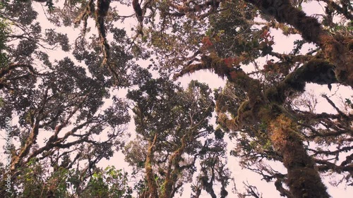 rainforest near mount pulag, Philippines 
