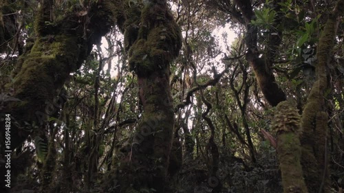 rainforest near mount pulag, Philippines 