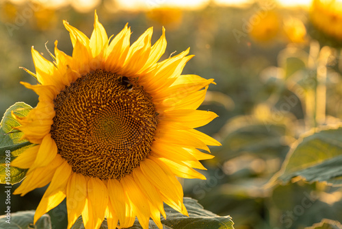 Sunflower and Bumblebee in Warm Golden Light