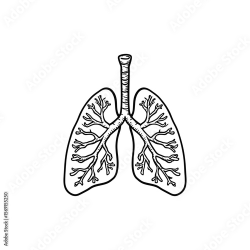 Lungs and trachea anatomy illustration in bold black doodle style for respiratory health education, biology diagrams, and anatomy apps on transparent background.