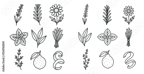 Set of black and white drawings of various plants and herbs. The drawings are stylized and appear to be hand-drawn. Scene is calm and peaceful, with the plants and herbs representing nature