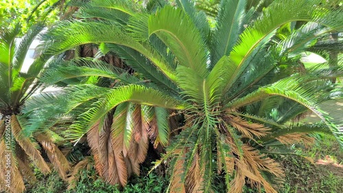 沖縄やんばるの自然　鳥と虫の音　環境音付き