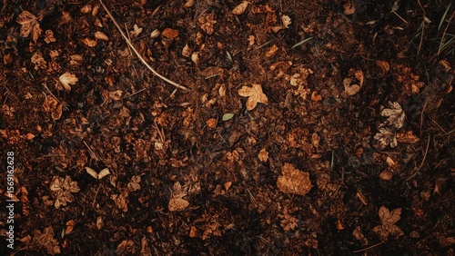 Surface of dark soil with dry leaves and twigs close-up nature texture