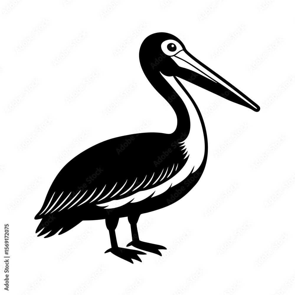 Fototapeta premium American White Pelican Bird Illustration