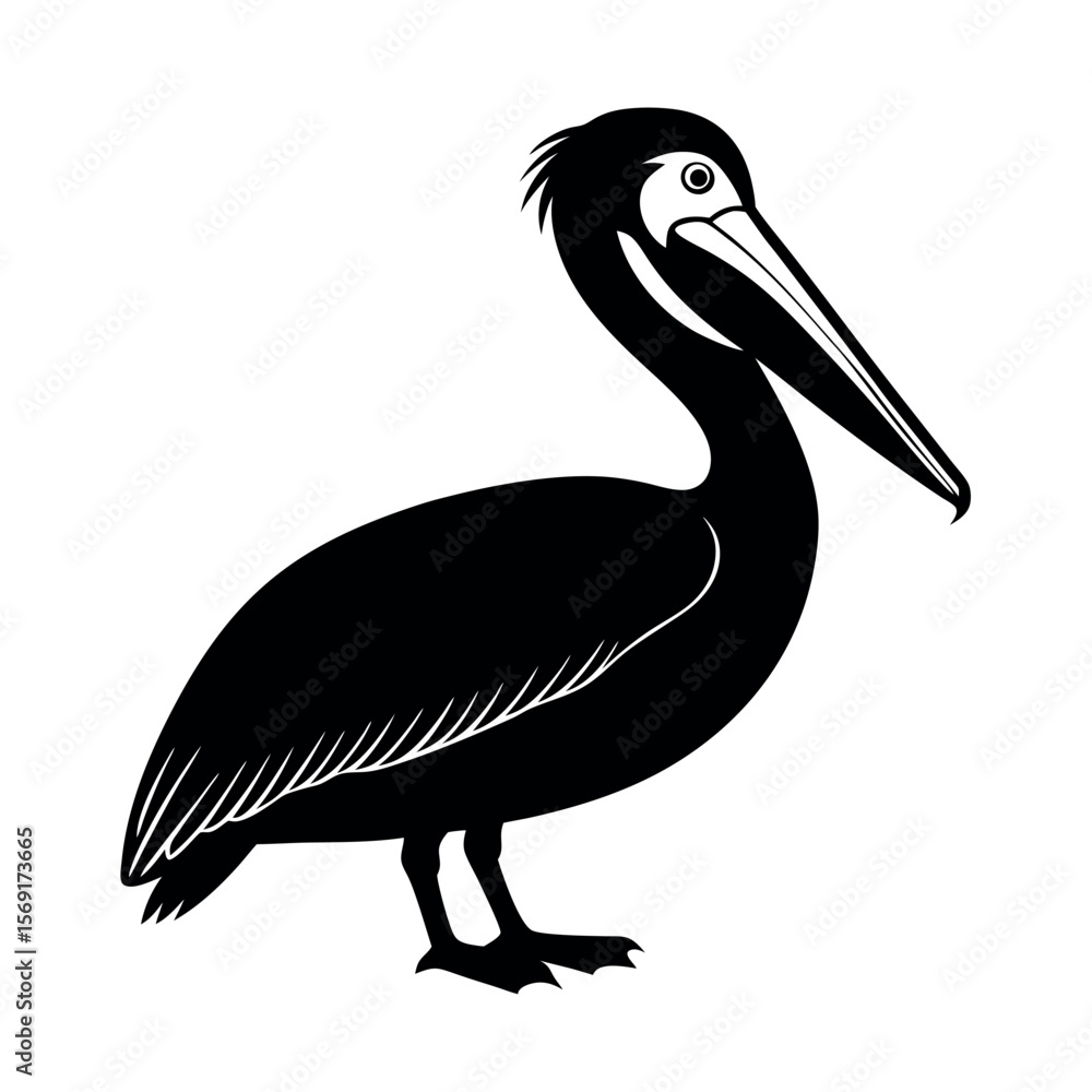 Fototapeta premium Brown Pelican Coastal Bird Clipart 