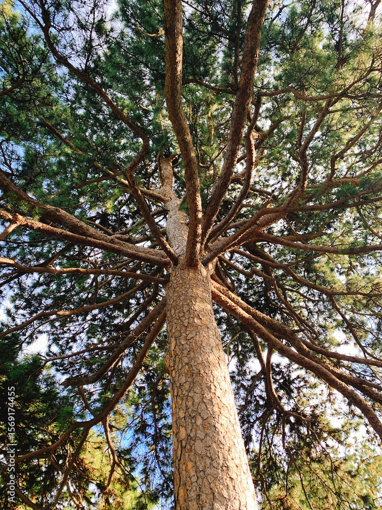 Naklejka premium Gazing Up at the Towering Giant Pine, Encountering the Majestic Poetry of Nature
