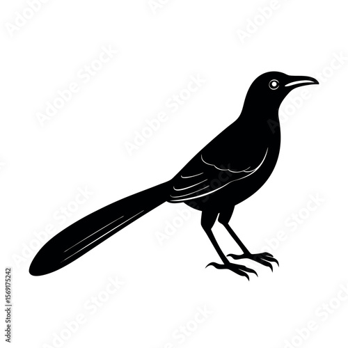 Great Tailed Grackle Songbird Design  