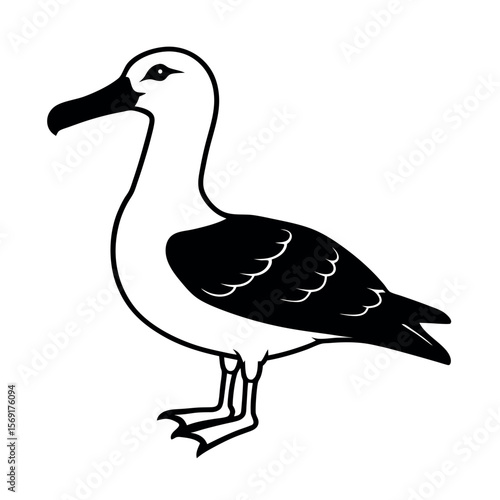 Laysan Albatross Large Seabird Vector  