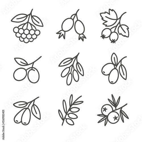 Hedge Berry Icons. Line style icons of Hedge Berry Collection: elderberry, rose hip, hawthorn berry, sloe, barberry, dogwood fruit