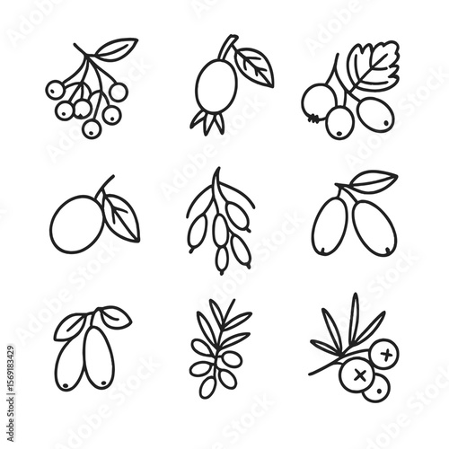 Hedge Berry Icons. Line style icons of Hedge Berry Collection: elderberry, rose hip, hawthorn berry, sloe, barberry, dogwood fruit