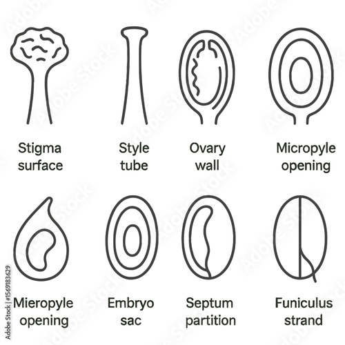Pistil Anatomy Icons. Outline style icons of Pistil Anatomy Elements: stigma surface, style tube, ovary wall, ovule sac, micropyle