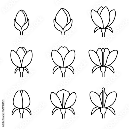 Bud Development Icons. Outline style icons of Bud Development Stages: tight bud, swelling bud, breaking bud, half-open bud, open
