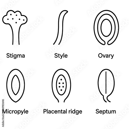 Pistil Anatomy Icons. Outline style icons of Pistil Anatomy Elements: stigma surface, style tube, ovary wall, ovule sac, micropyle