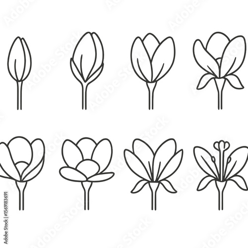 Bud Development Icons. Outline style icons of Bud Development Stages: tight bud, swelling bud, breaking bud, half-open bud, open