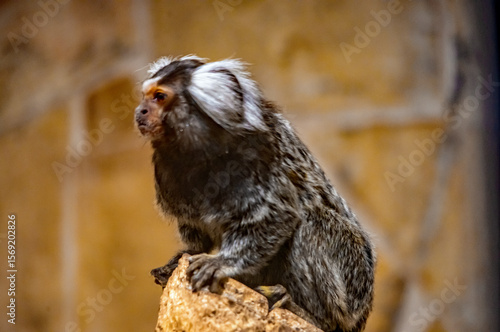 Ein Weißbüschelaffe kletterte auf die Spitze des Astes