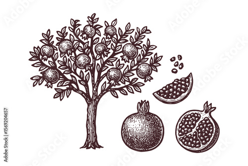 Pomegranate tree and fruits vintage engraving vector illustration