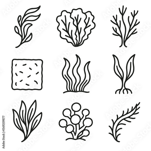 Seaweed Icons Collection. Outline style icons of Seaweed and Algae: floating kelp icon, sea lettuce, red algae strand, nori sheet,
