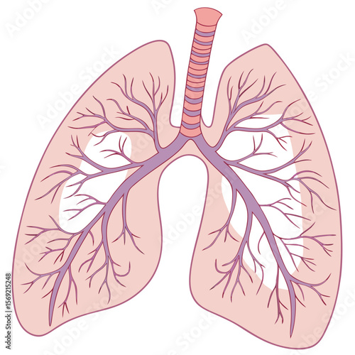 Human Lungs Anatomy: Detailed illustration of the human respiratory system, showcasing the intricate network of bronchi and alveoli within the lungs.