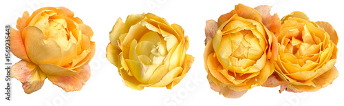 Set of yelloy orange rose flowers isolated on transparent background, cutout png 