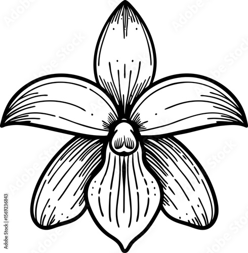 Hand drawn vanilla orchid flower sketch detailed botanical black and white outline illustration, floral nature design
