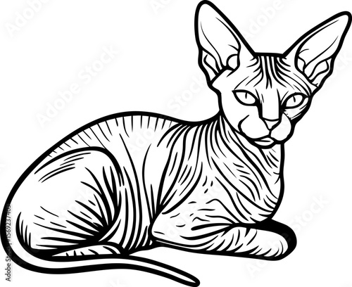 Sphynx cat illustration hairless feline line drawing with distinct wrinkles and pointed ears, relaxed pose